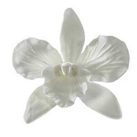 WHITE CATTLEYA ORCHID 