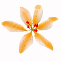 GUMPASTE ORANGE STARGAZER 4.5"