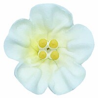 ROYAL WHITE PETUNIA