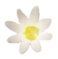 GUM PASTE DAISY