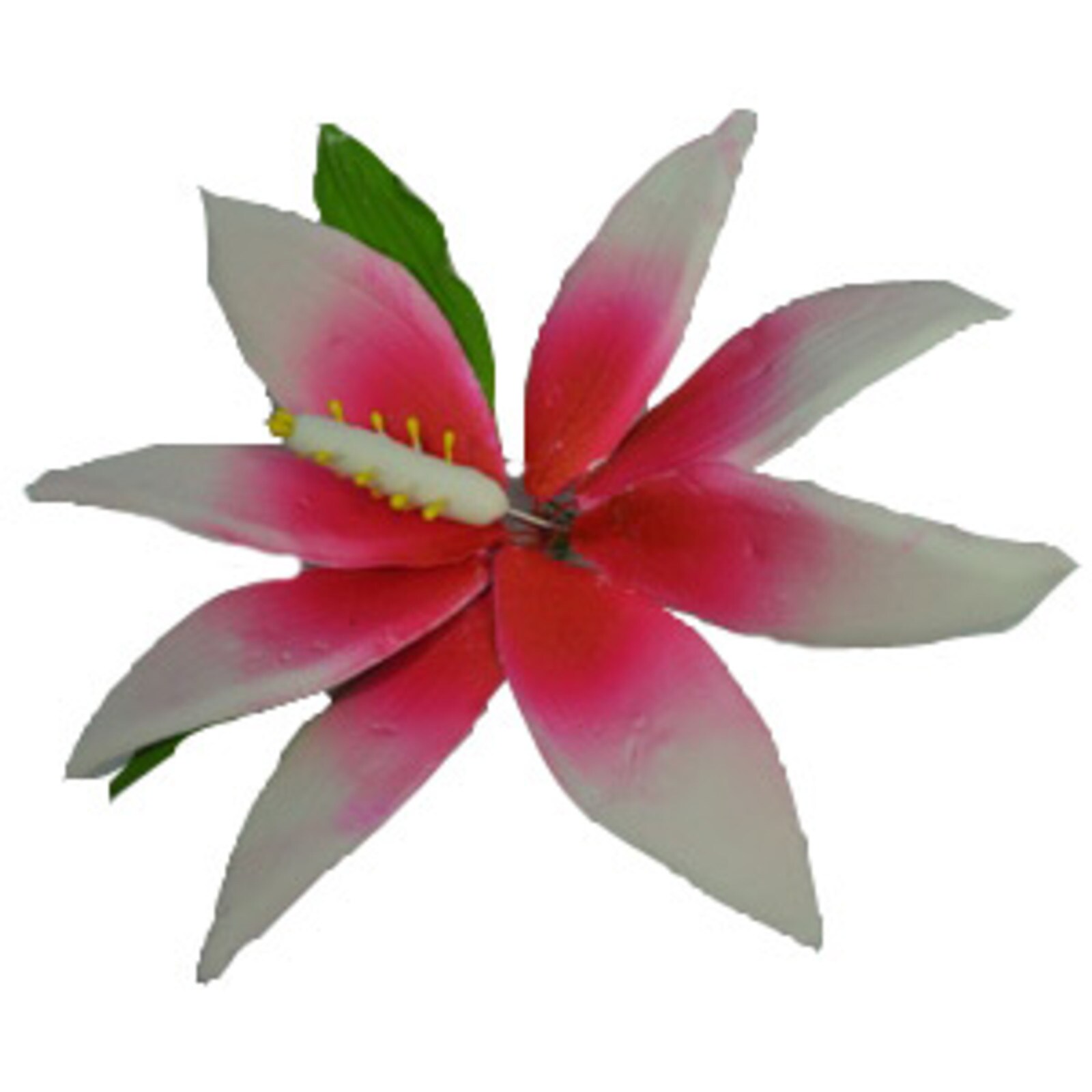 PINK AUTUMN MAGNOLIA