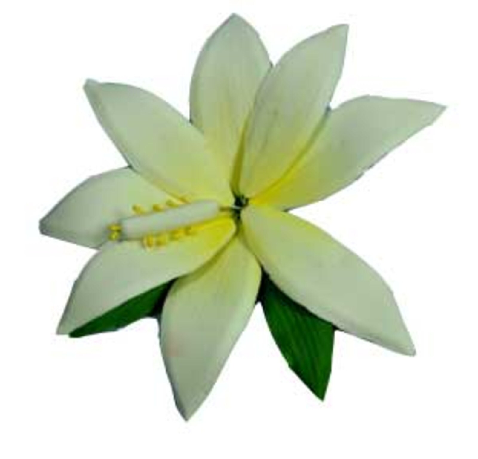 AUTUMN MAGNOLIA