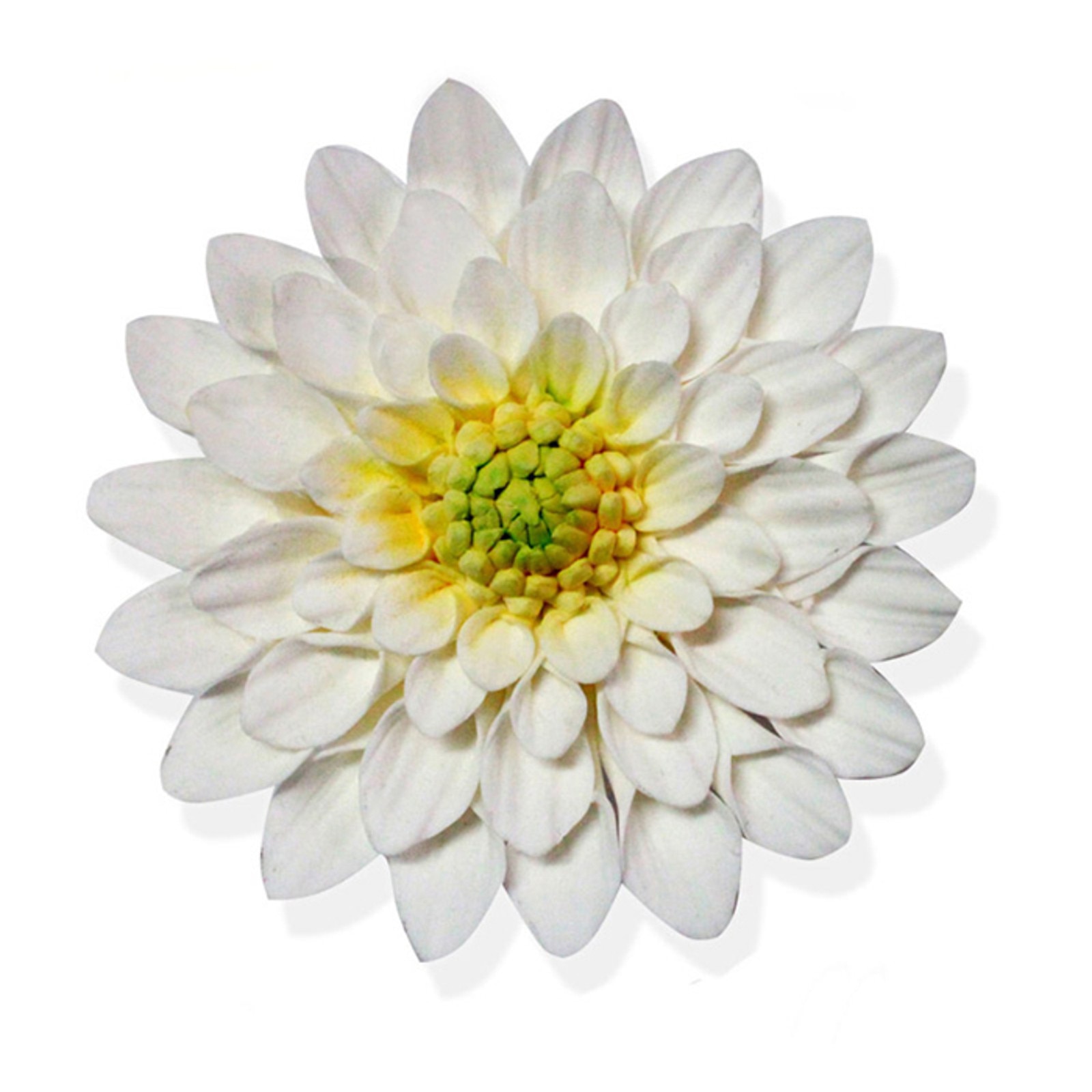 GUMPASTE WHITE DAHLIA FLOWER 3 3/4" - 9 PCS