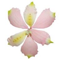 2 PKG 3 3/4" GUM PASTE ALSTROEMERIA LILY