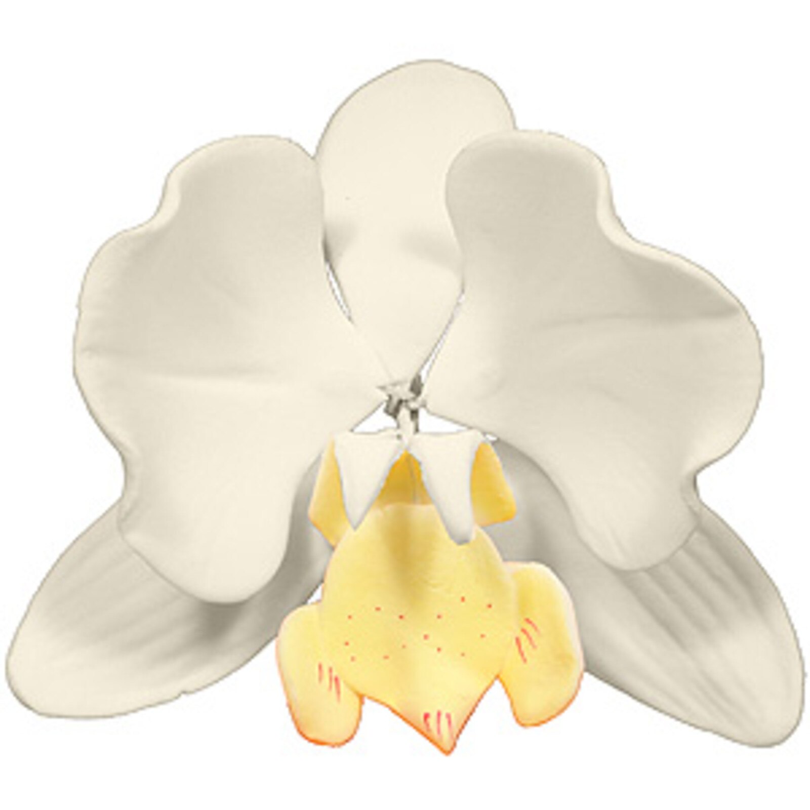 GUMPASTE MOTH ORCHID WHITE FLOWER WIRE