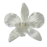 WHITE CATTLEYA ORCHID 