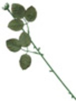 5038S-RoseStemWLeaves.jpg