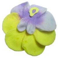 ROYAL YELLOW/PURPLE PANSY 1 3/4" 