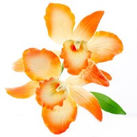GUMPASTE DENDROBIUM ORCHID SPRAY 5"